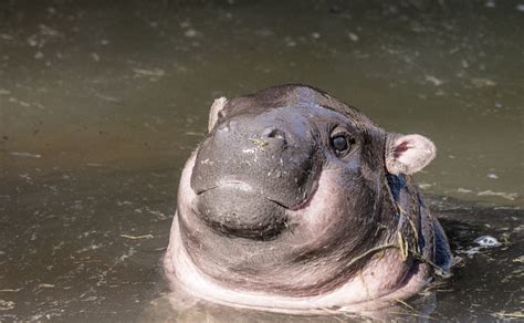 Free Photo Pygmy Hippos Animal Fat Giant Free Download Jooinn