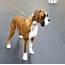 Boxer  Dog Breed History And Some Interesting Facts
