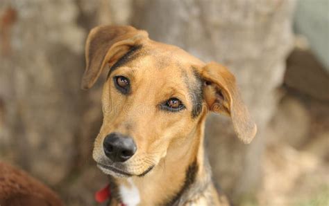 Curious Dog Stock Image Image Of Nature Staring Attentive 68818021