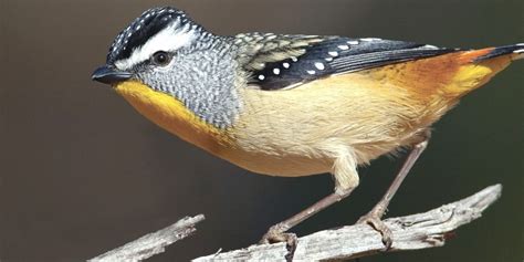 Smallest Birds In The World Tiniest Bird Species Ranked ️