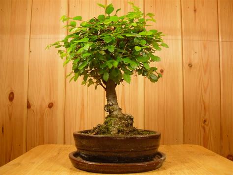 Chinese Elm Broom In Brown Pot With Matching Tray All Things Bonsai