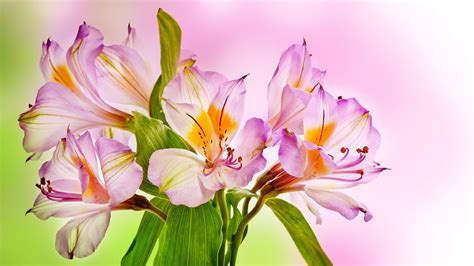 3840x2160 Pink Lilies 4k Desktop Wallpaper Hd Pink Flowers Background