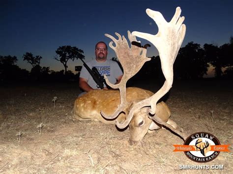 Fallow Deer Hunting In Texas Squaw Mountain Ranch Hunts