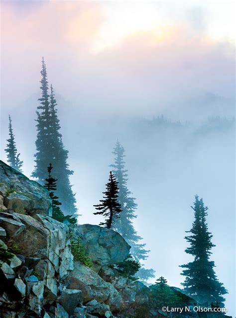 Subalpine Fir Mount Rainier National Park Wa Larry N Olson Photography