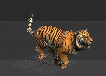 3d Tiger Running Animated Animation Animations Max