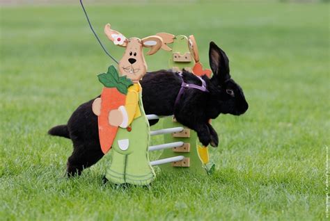 Rommerz Rabbit Hopping Competition In Germany Amusing Planet