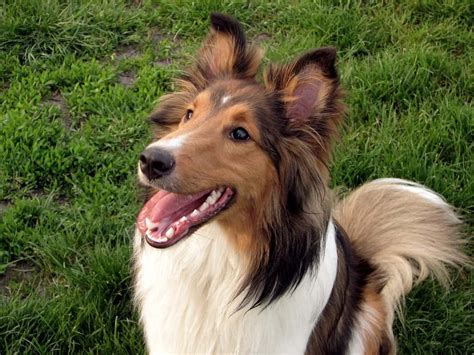 10 Of The Smartest Dog Breeds In The World