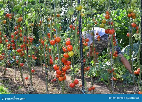 Vegetable Garden With Tomatoes Stock Photo Image Of Grower Fresh