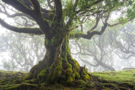 An Old Mossy Tree In The Fog On Madeira Island Portugal 2000x1333 Oc