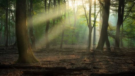 Forest With Sunrays 4k 5k Hd Nature Wallpapers Hd Wallpapers Id 62331