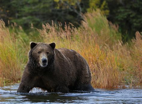 Big Alaskan Brown Bear Photograph By Sam Amato