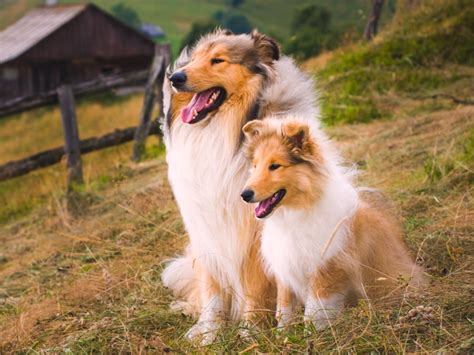 35 Small Dog Breeds That Make for Perfect Companions - Pets Lovers