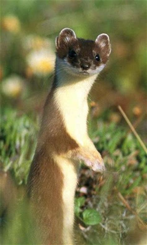 139 Best Images About Ermine And Weasels Make Me Happy On