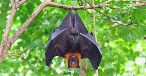 10 Incredible Fruit Bat Facts Az Animals