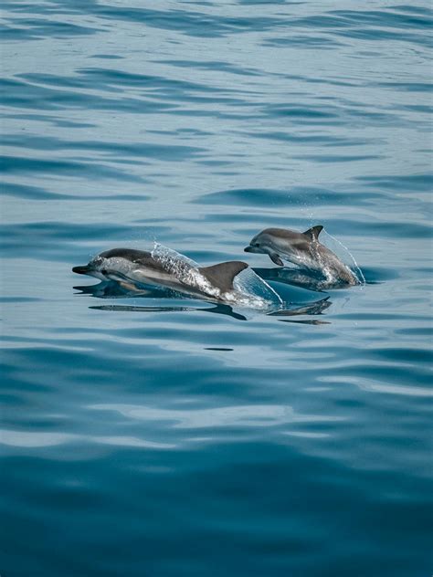 Dolphins Jumping Out From Ocean · Free Stock Photo
