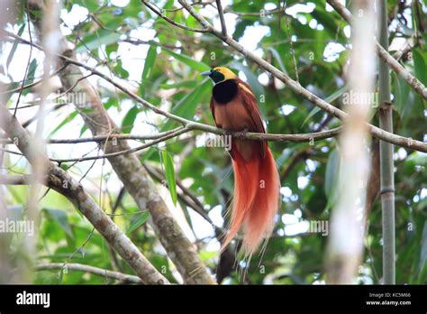 Raggiana Bird Of Paradise Paradisaea Raggiana In Varirata National