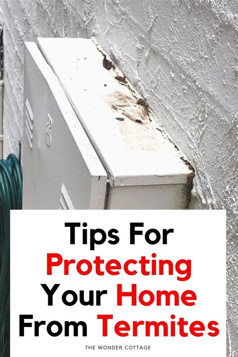 Tips For Protecting Your Home From Termites Termite Infestation