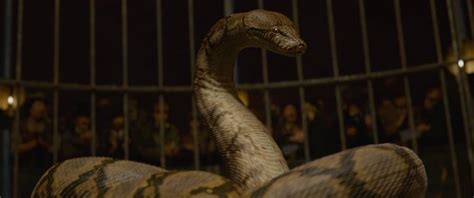Everything You Need To Know About Nagini Wizarding World