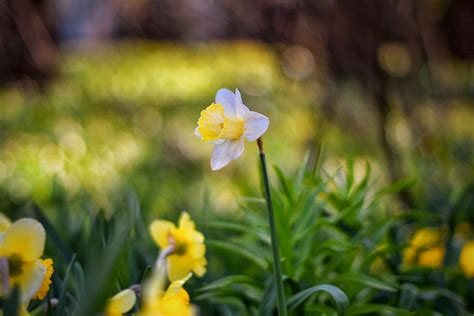 Nature Daffodil Hd Wallpaper By Vinilgod
