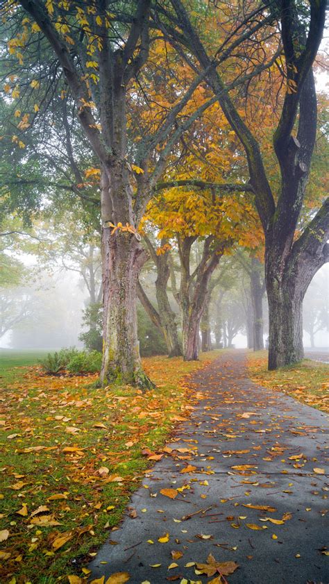 Autumn Path Through The Fog A Path Covered In Autumn Leaves Leads