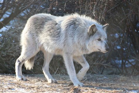 Gray Wolf Stock 24 By Hotnstock On Deviantart Grey Wolf Wolf Animals