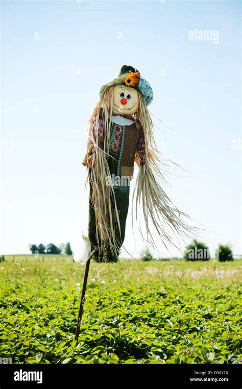 Funny Scarecrow On Field Stock Photo Alamy