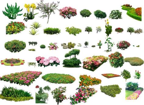 Landscape Plants And Shrubs Collection Architectural Resources