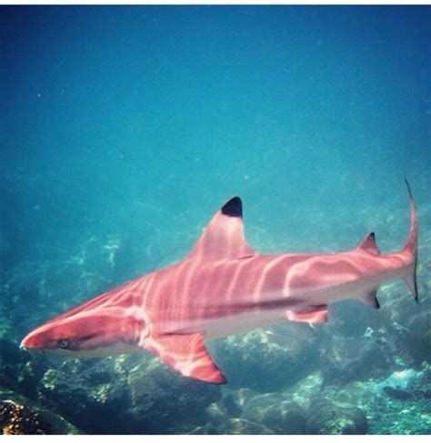 Pink Shark Ocean Creatures Sea Animals Shark
