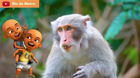 Tiru Aksi Upin Ipin Terbaru Upin Ipin Bermain Dengan Monyet Youtube