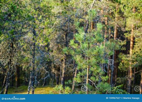 Pine Tree Growe In Sunny Summer Forest With Blur Background Stock Image
