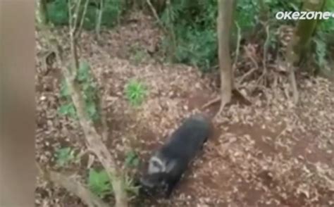 Download dengan mudah dan cepat di perangkat anda. Viral Video Pendaki Diadang Babi Hutan di Gunung Cikurai ...