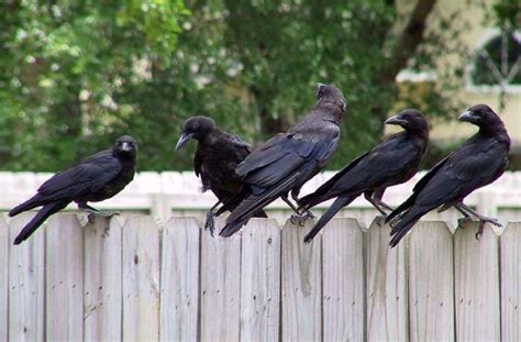 Why Do Crows Gather Understanding Crow Behavior Bird Journal