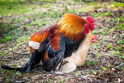 How Long Are Roosters Fertile For