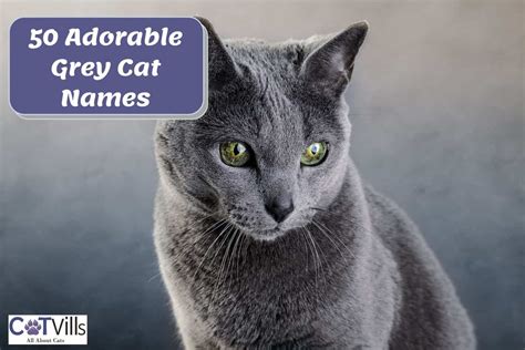 50 Unique Grey Cat Names That Reflect Their Mysterious Beauty