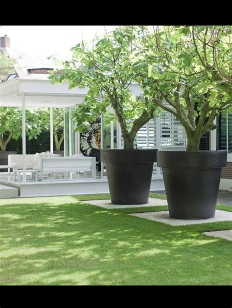 Best Potted Trees For Patio Patiosetone