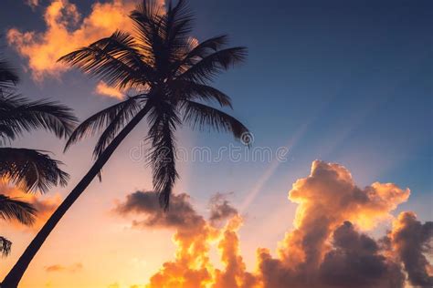 Silhouettes Of Palm Trees Against The Sunset Sky During A Tropical