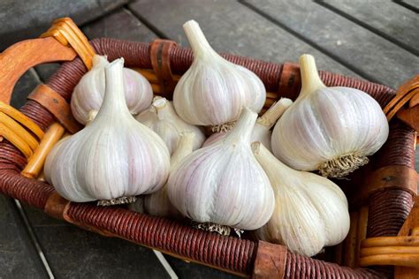 How To Store Fresh Garlic Bulbs Storables