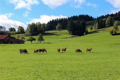 Pasture In The Mountains Stock Photo Image Of Pastures 108521100