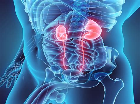 Guidelines Issued For Managing Small Renal Masses Renal And Urology News