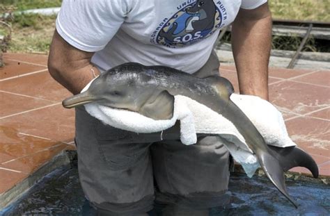 La Plata Dolphin Ocean Treasures Memorial Library