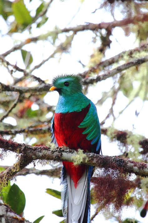 How The Quetzal Became Guatemalas National Bird