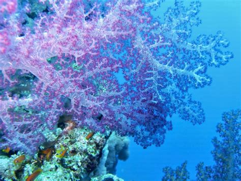 Fotos Gratis Submarino Biología Arrecife De Coral Invertebrado