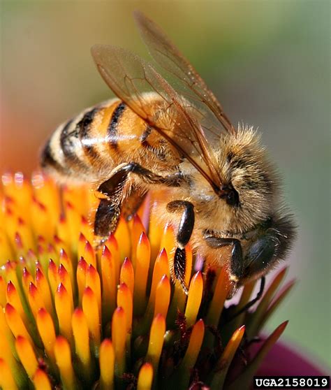 Honey Bee Apis Mellifera Hymenoptera Apidae 2158019