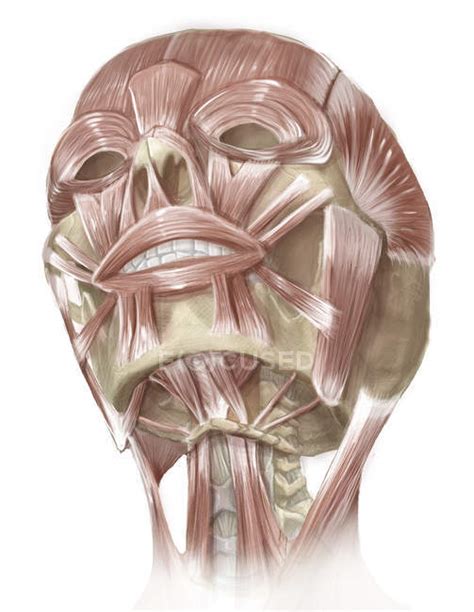 Facial Muscles Of Human Head — Myology Anterior Stock Photo 173519908