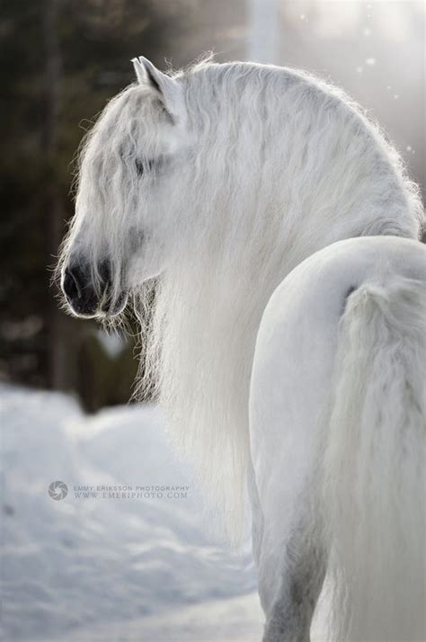 Gorgeous White Horse With Long Whtte Wavy Mane In The Snow Magical