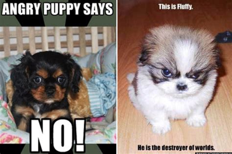 Photos Cutest Angry Puppy Meme Contest Huffpost