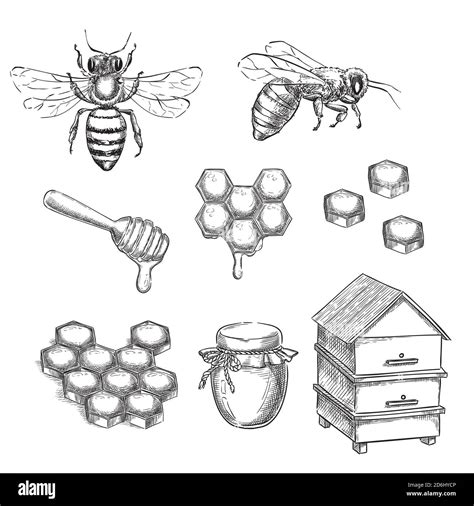 Honey And Bee Sketch Vector Illustration Honeycombs Pot And Hive Hand Drawn Isolated Design
