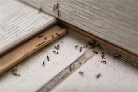 The Ultimate Guide To Ant Control Habitat Inspections