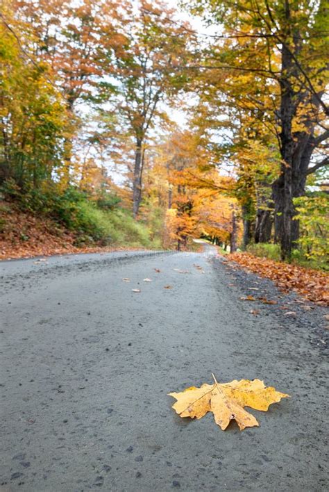 Leaf On Road In Autumn Stock Photo Image Of Adventure 34231476