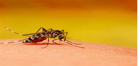 West Nile Mosquitoes What You Need To Know Chorbie Home Services
